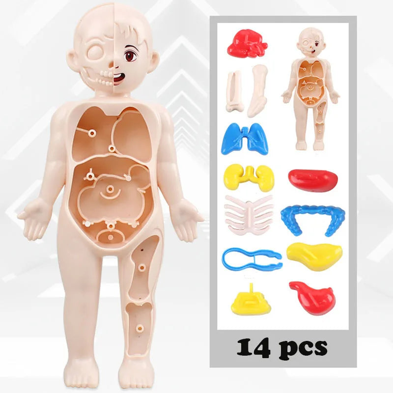 Kid Montessori 3D Puzzle Toy, Human Body Anatomy Model Educational Learning Organ Assembled Toy, Teaching Tool For Children