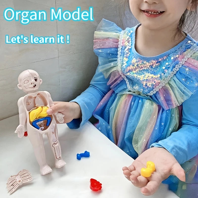 Kid Montessori 3D Puzzle Toy, Human Body Anatomy Model Educational Learning Organ Assembled Toy, Teaching Tool For Children