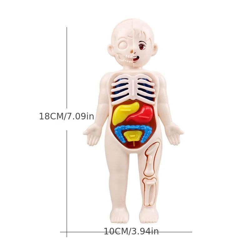 Kid Montessori 3D Puzzle Toy, Human Body Anatomy Model Educational Learning Organ Assembled Toy, Teaching Tool For Children