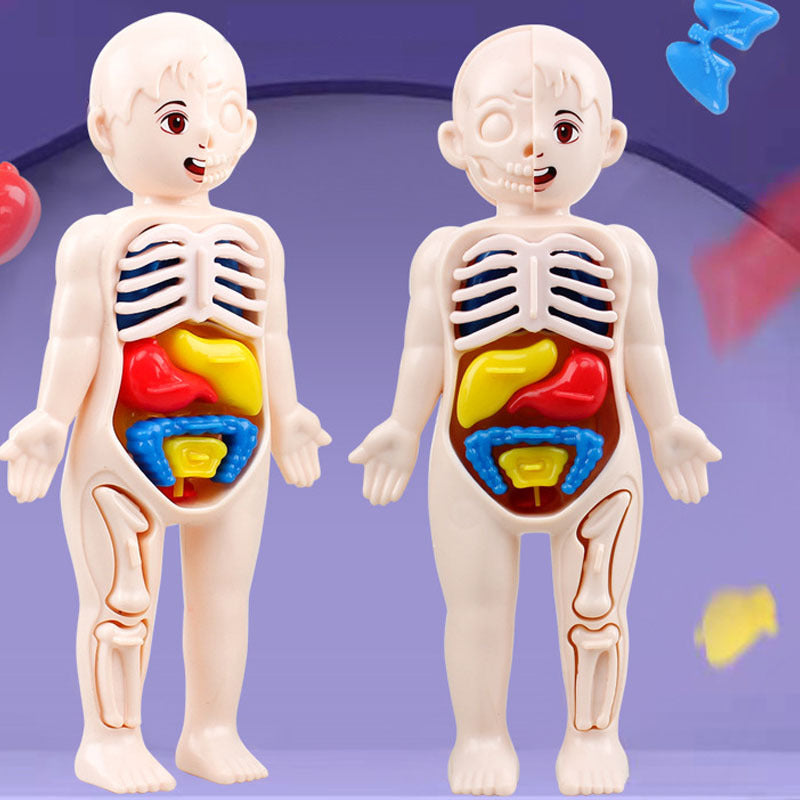 Kid Montessori 3D Puzzle Toy, Human Body Anatomy Model Educational Learning Organ Assembled Toy, Teaching Tool For Children