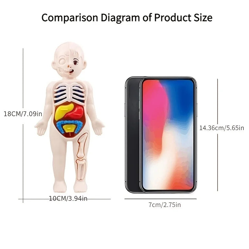 Kid Montessori 3D Puzzle Toy, Human Body Anatomy Model Educational Learning Organ Assembled Toy, Teaching Tool For Children