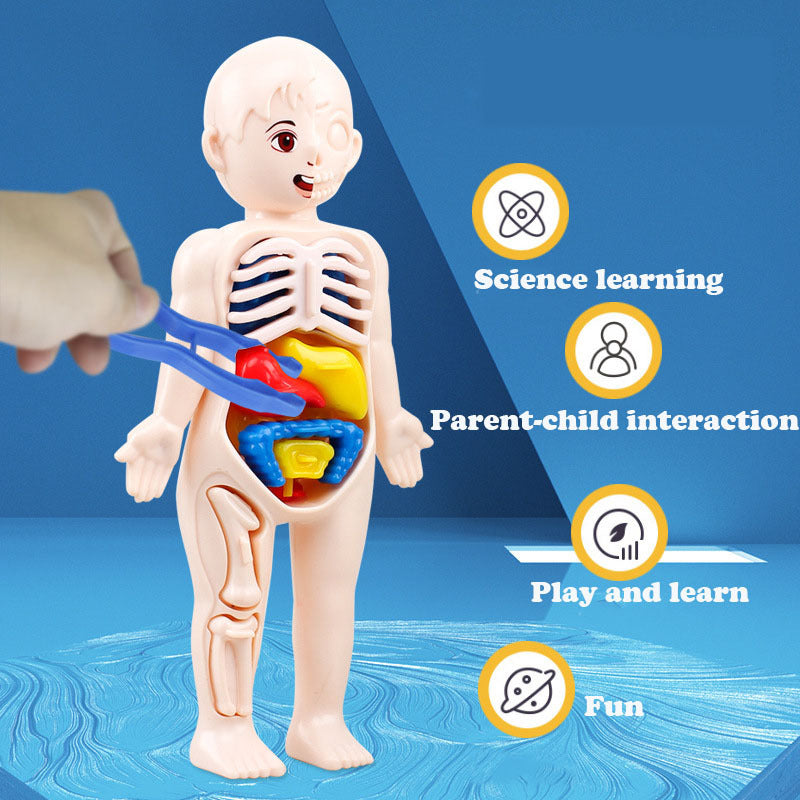 Kid Montessori 3D Puzzle Toy, Human Body Anatomy Model Educational Learning Organ Assembled Toy, Teaching Tool For Children
